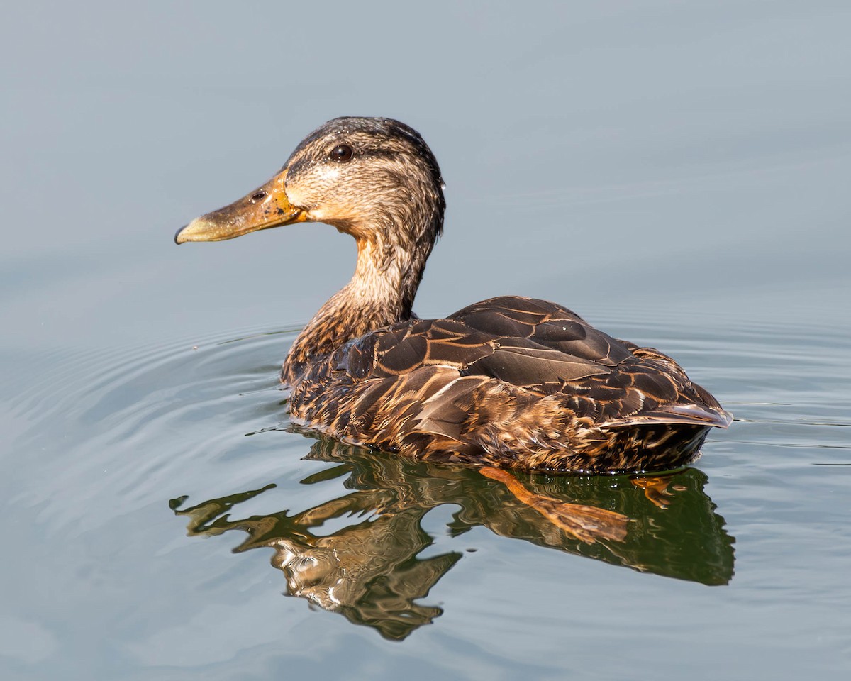 Canard colvert - ML595025931