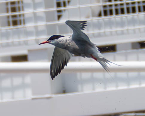 Common Tern - ML595026041