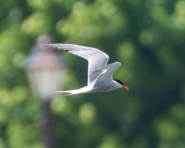 Common Tern - ML595026051