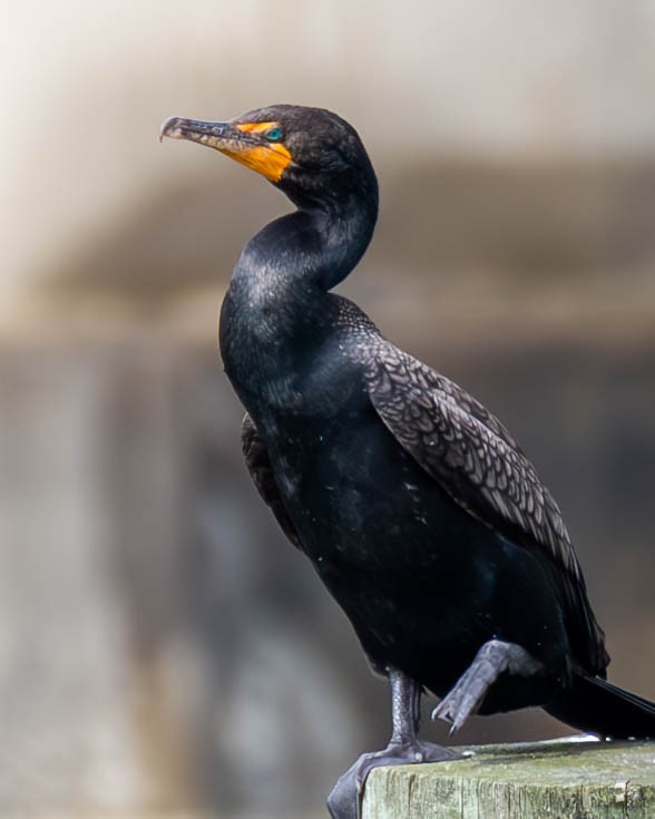 Double-crested Cormorant - ML595026191