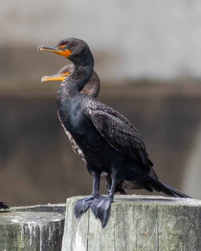 Double-crested Cormorant - ML595026201