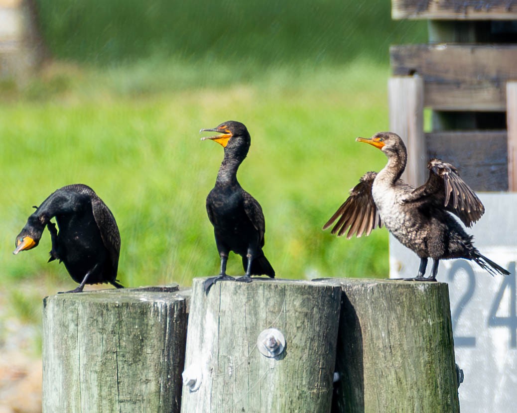 Double-crested Cormorant - ML595026211