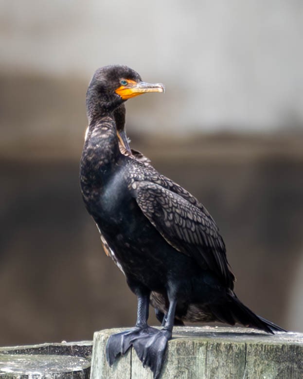 Double-crested Cormorant - ML595026221