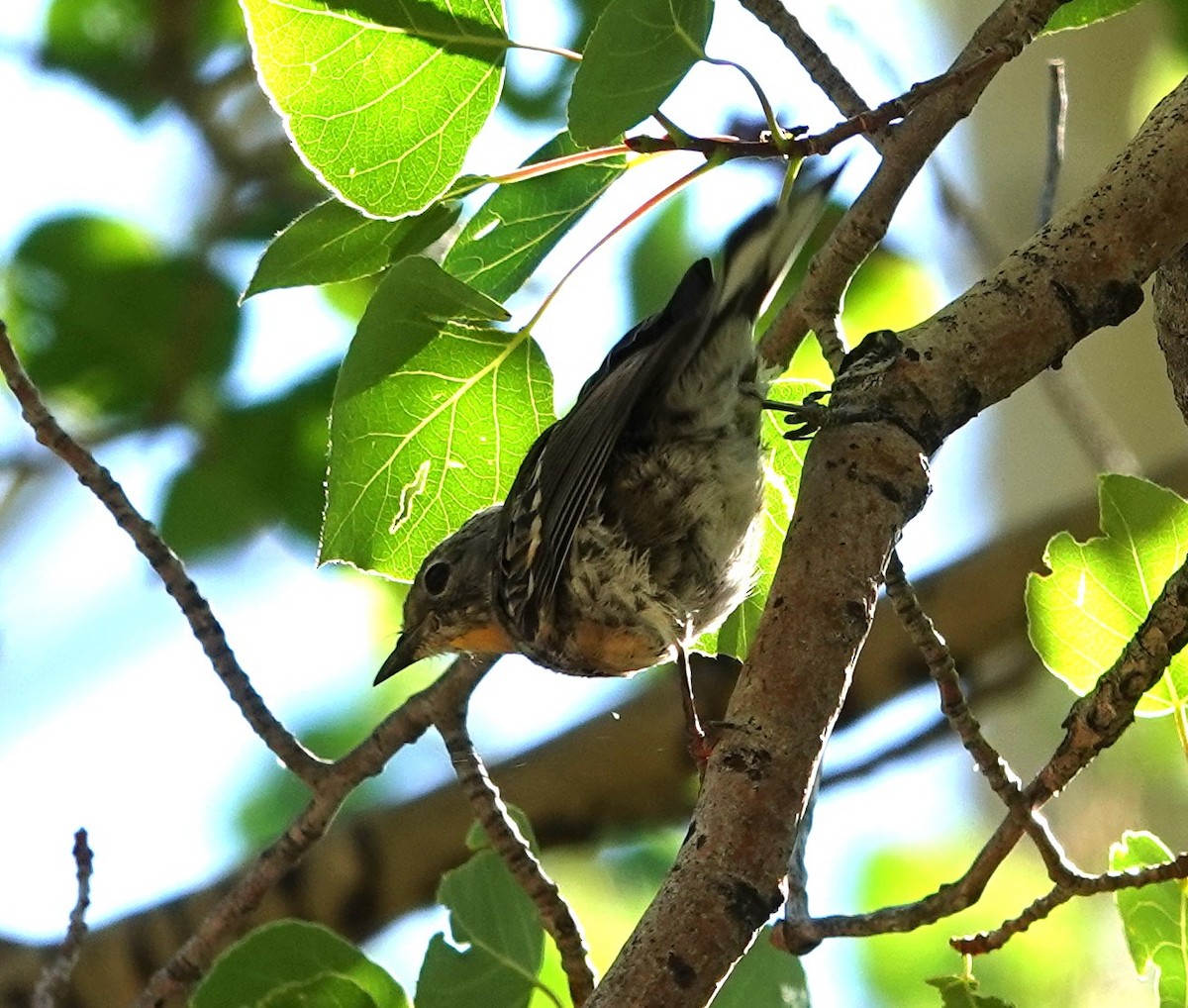 Yellow-rumped Warbler (Audubon's) - ML595026241