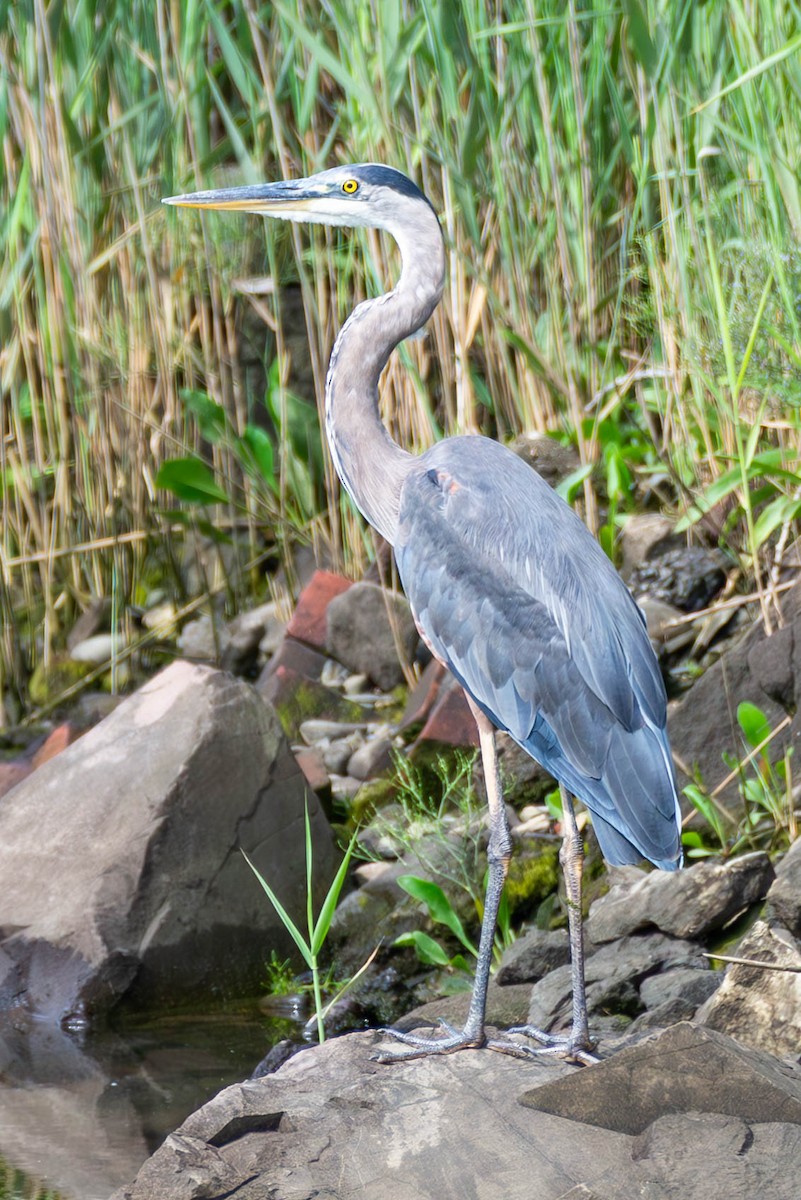 Great Blue Heron - ML595026361