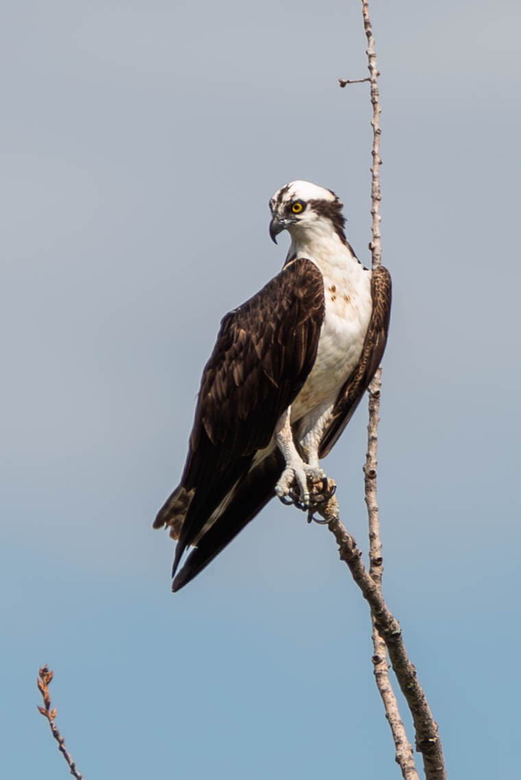 Osprey - ML595026581