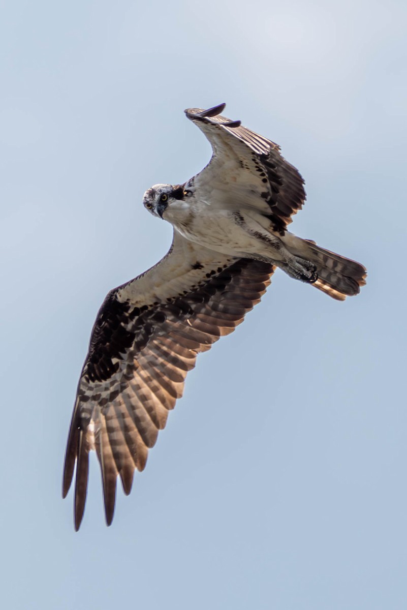 Balbuzard pêcheur - ML595026591