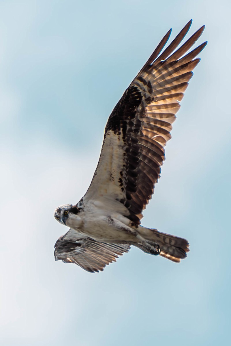 Osprey - ML595026601