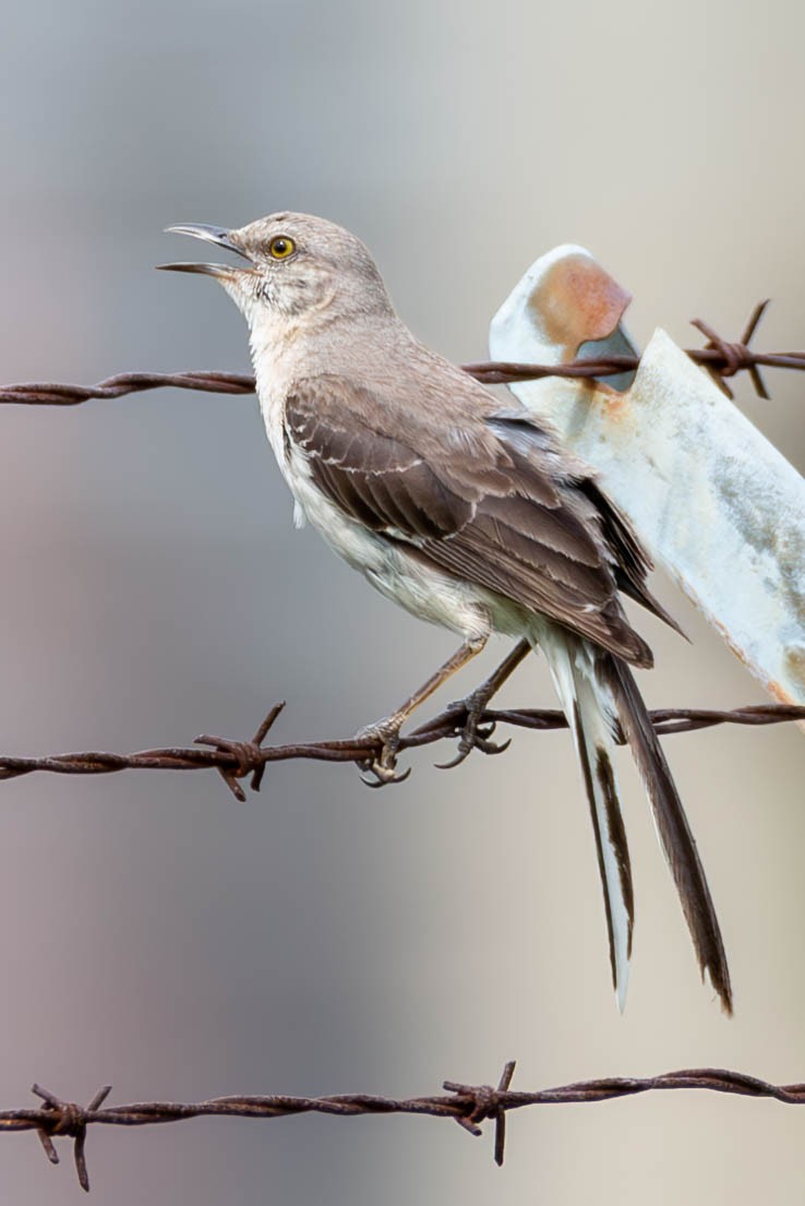 Northern Mockingbird - ML595026801