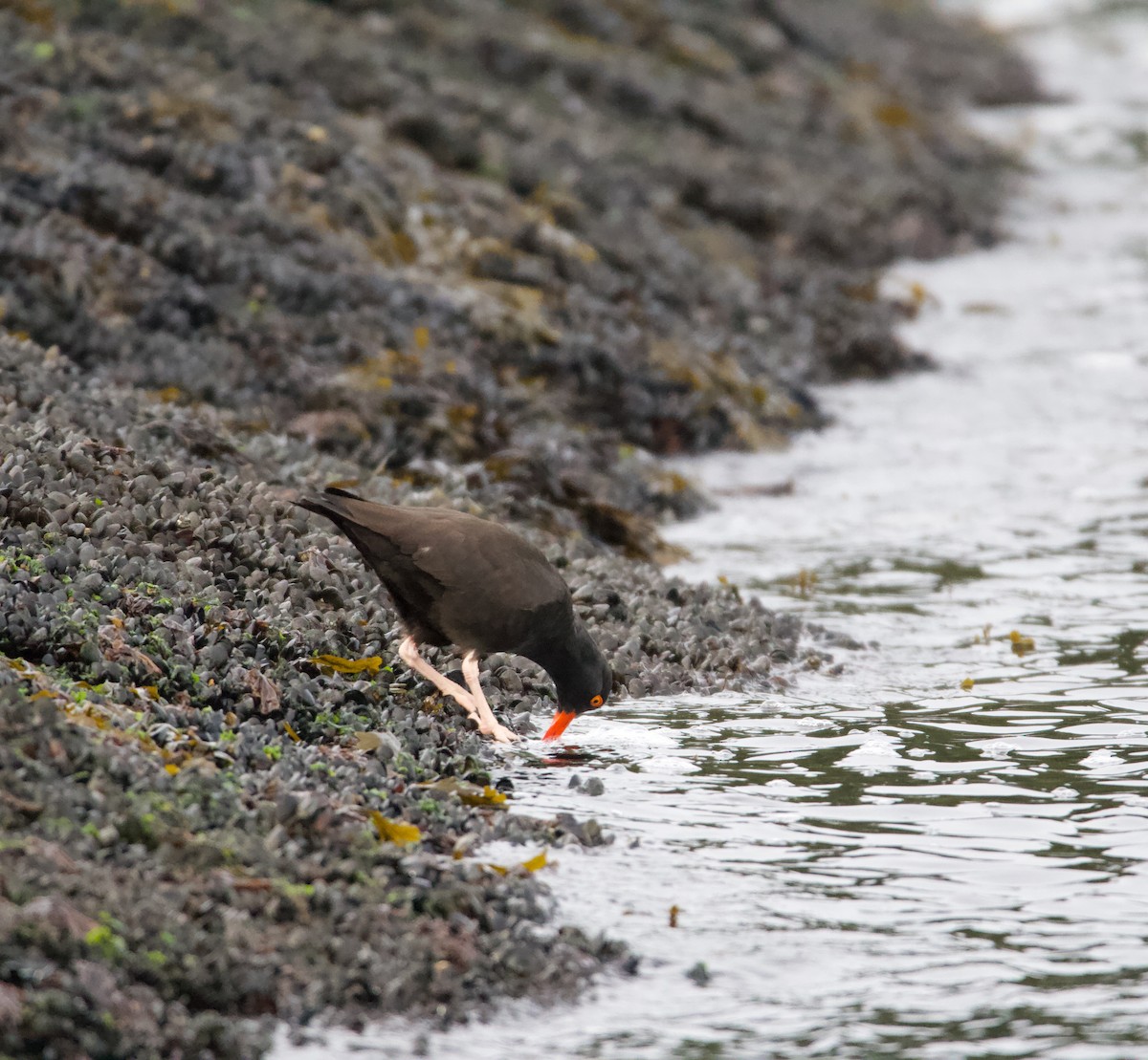 Black Oystercatcher - ML595027581