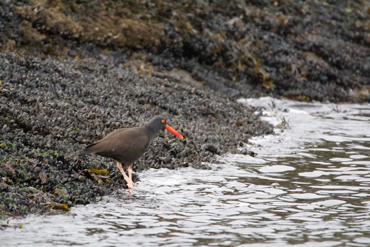 Black Oystercatcher - ML595027591