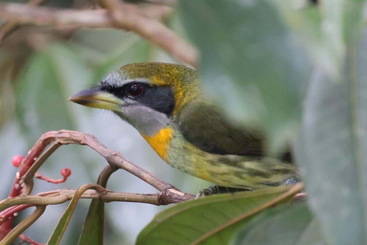 Gilded Barbet - ML595028011