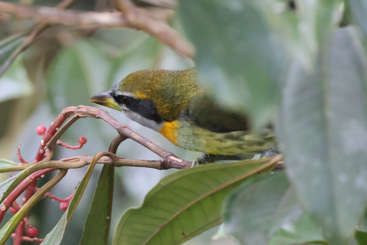 Gilded Barbet - ML595028021