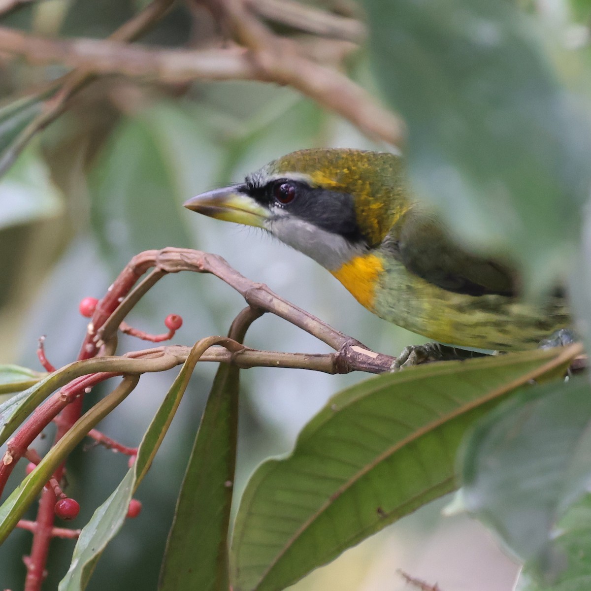 Gilded Barbet - ML595028031