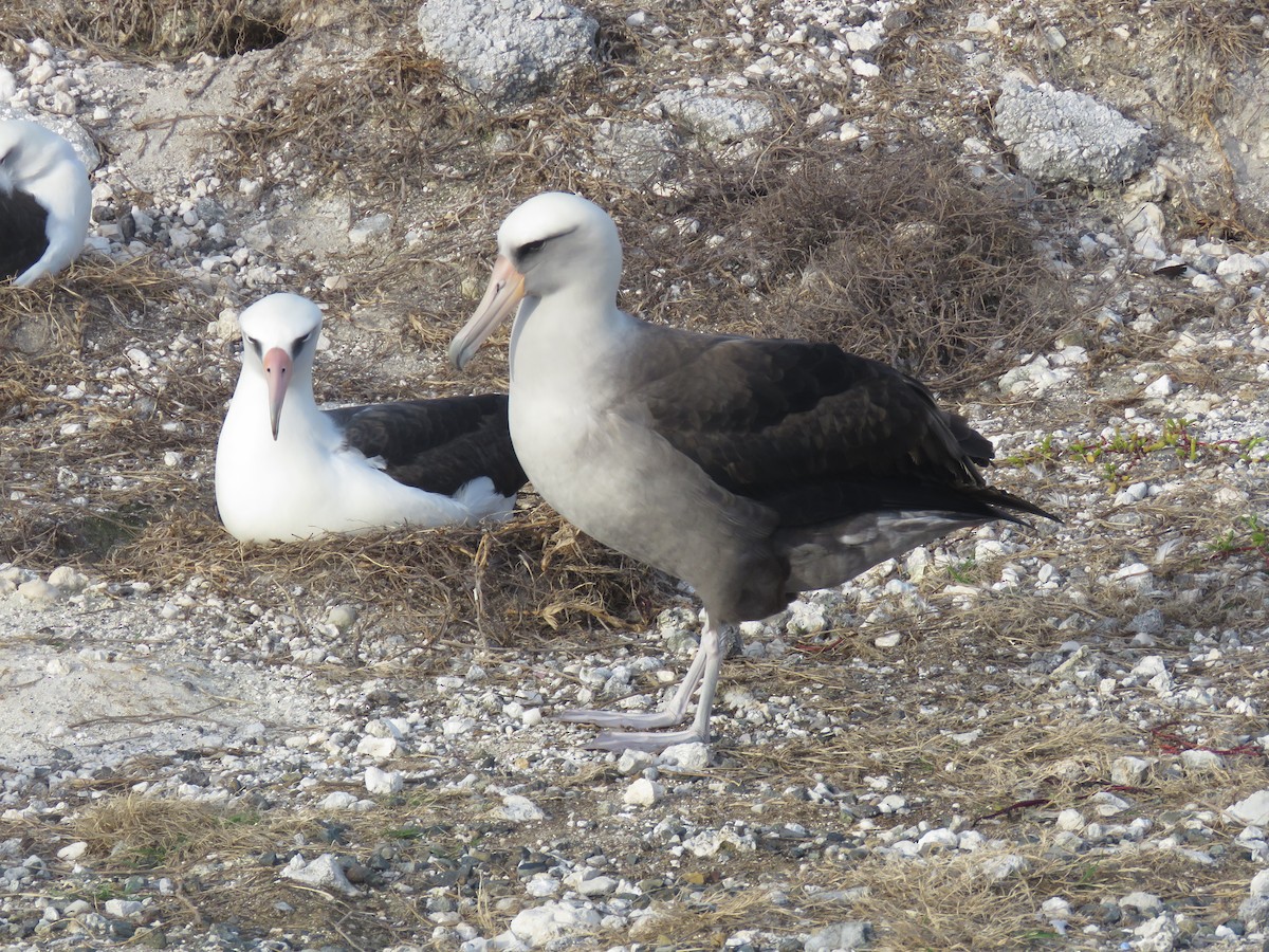 Laysan x Black-footed Albatross (hybrid) - ML595028891