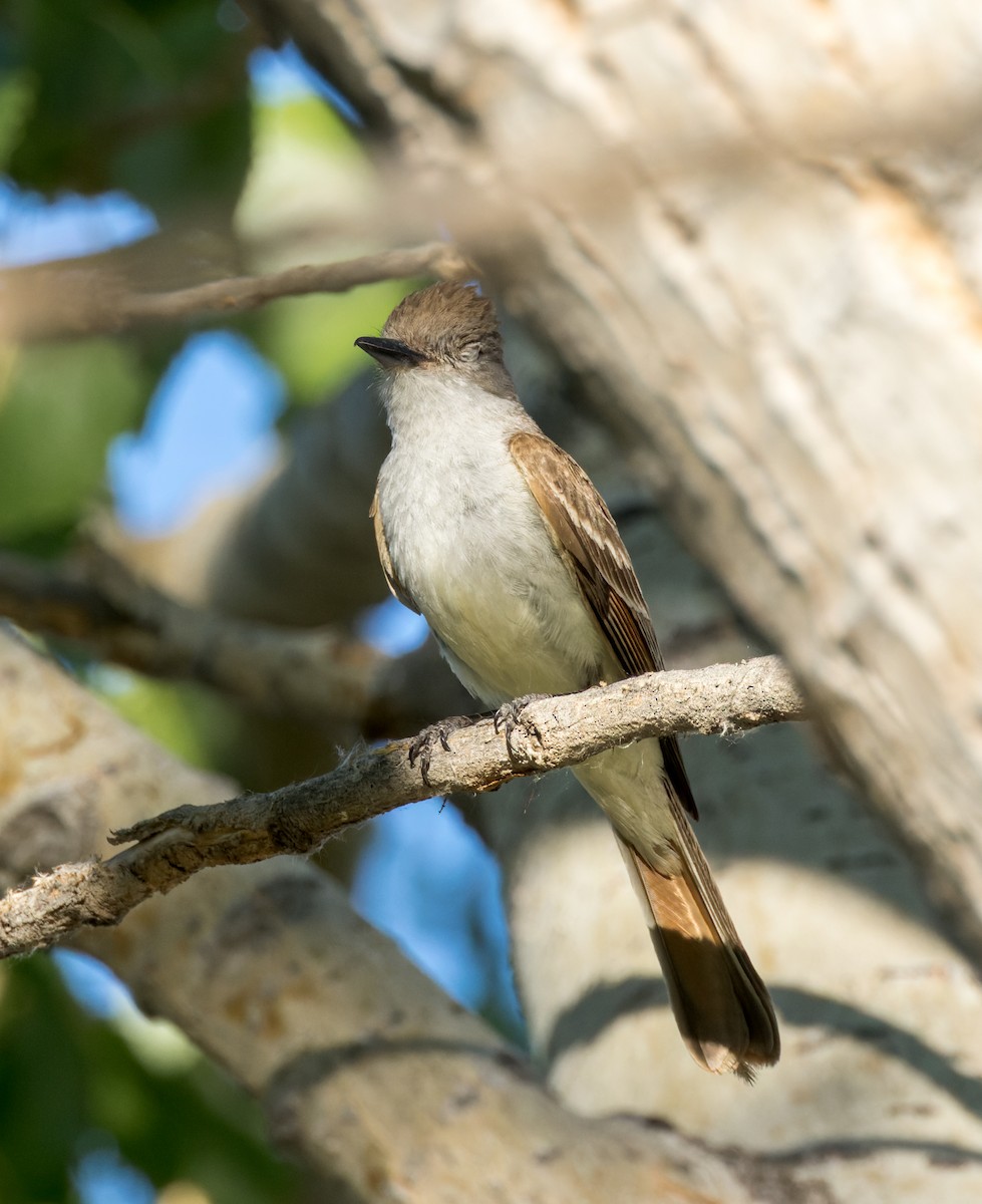 Ash-throated Flycatcher - ML595029241