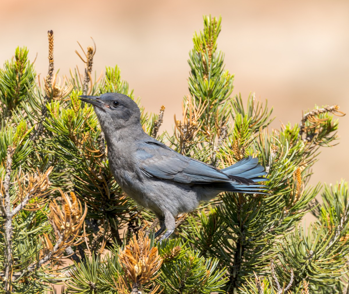 Pinyon Jay - ML595029251