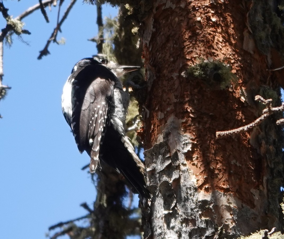 American Three-toed Woodpecker (Rocky Mts.) - ML595029471