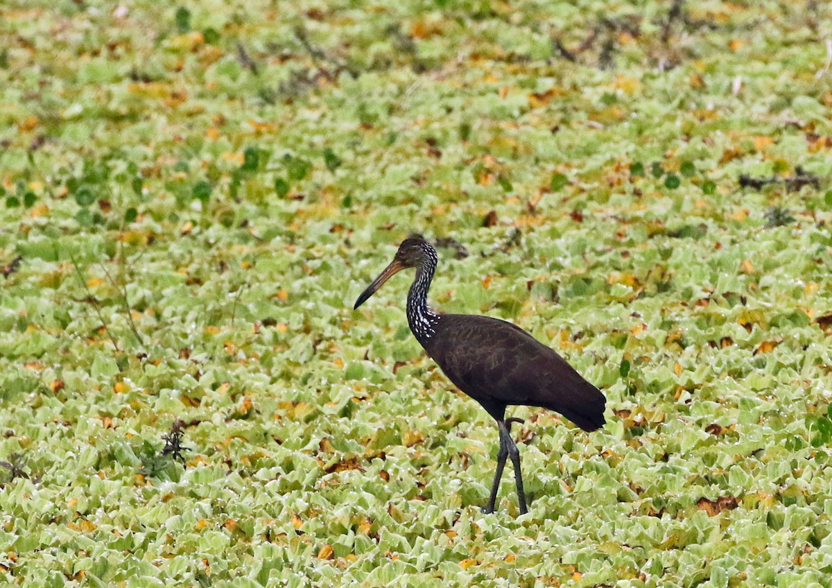 Limpkin (Brown-backed) - ML595029631