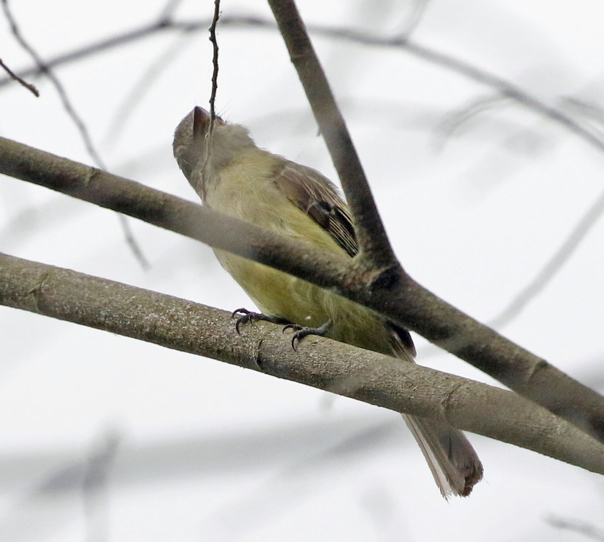 Yellow-olive Flatbill (asemus) - ML595030441