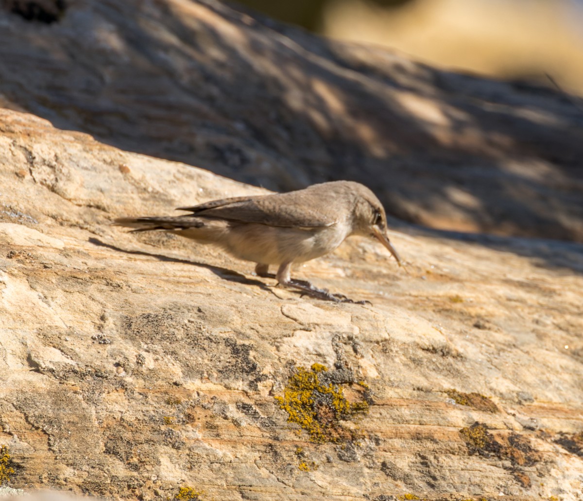 Rock Wren - ML595030471