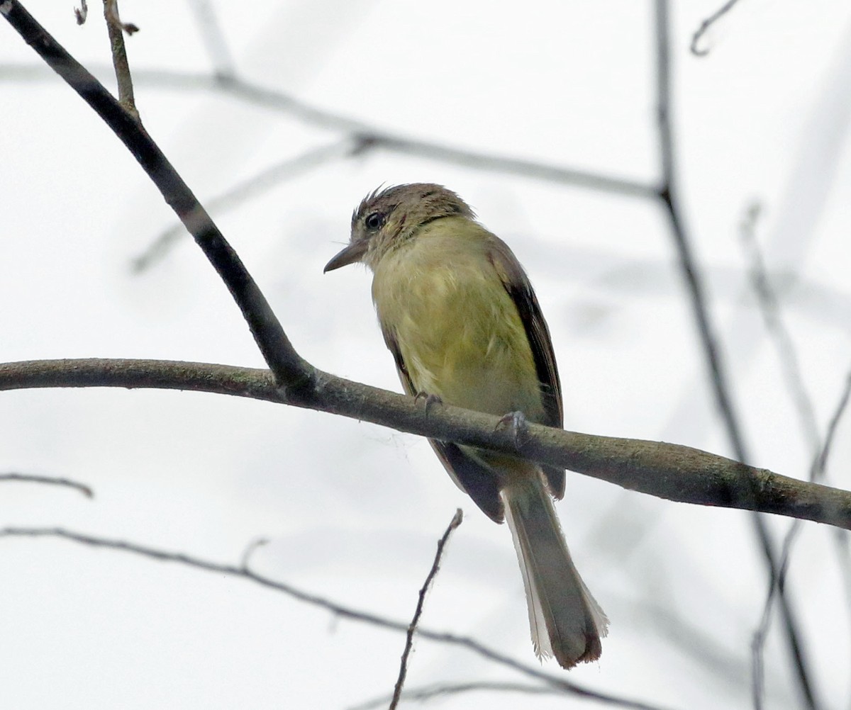 Yellow-olive Flatbill (asemus) - ML595030491