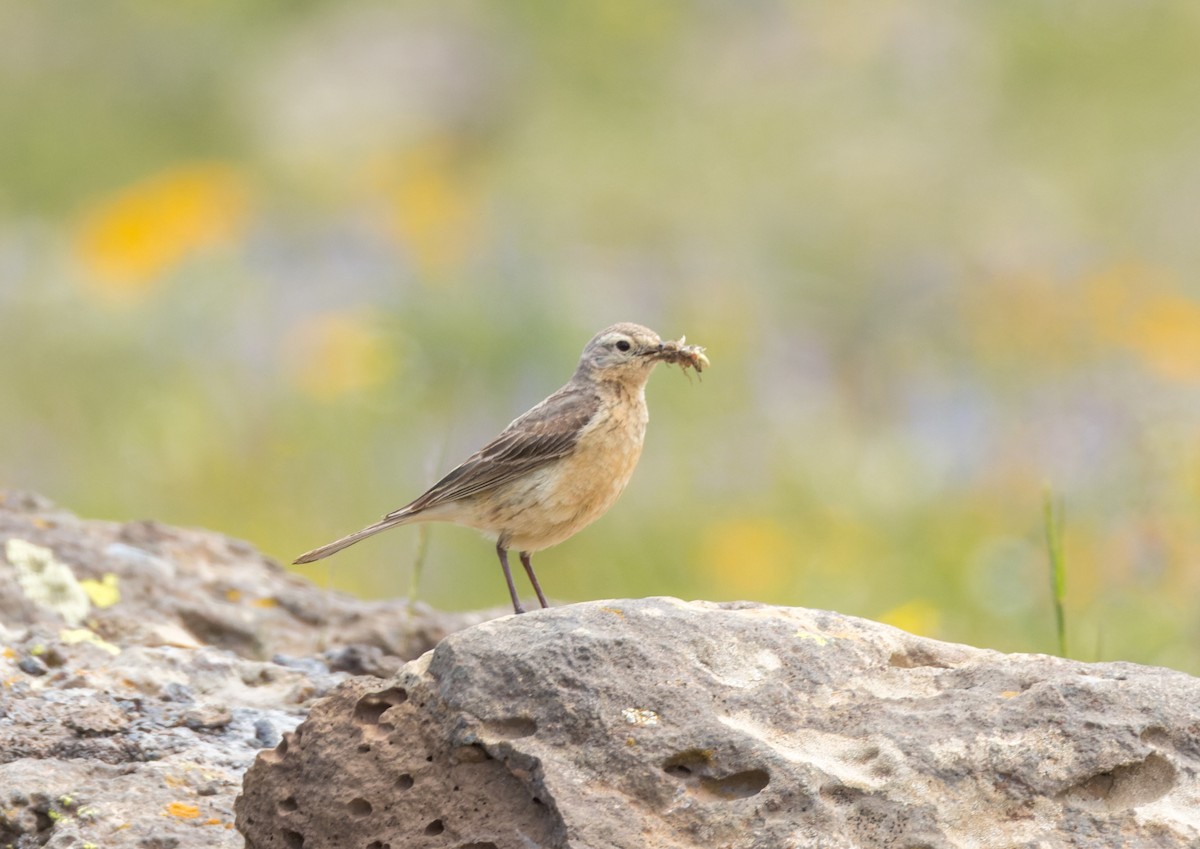 American Pipit - ML595030601