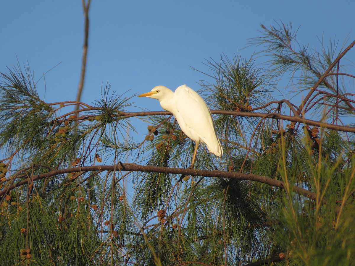 Western/Eastern Cattle Egret - ML595031071