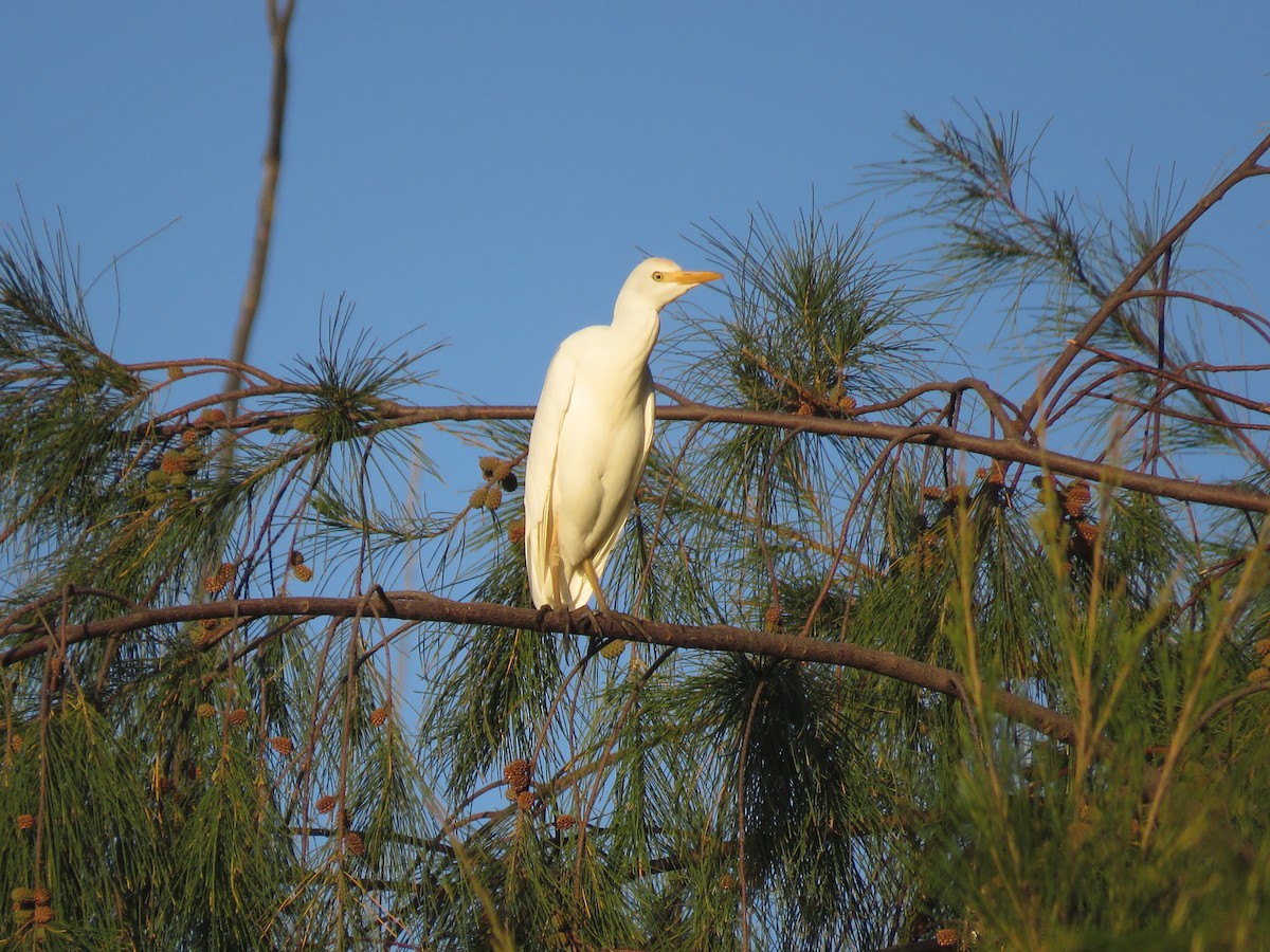 Western/Eastern Cattle Egret - ML595031081