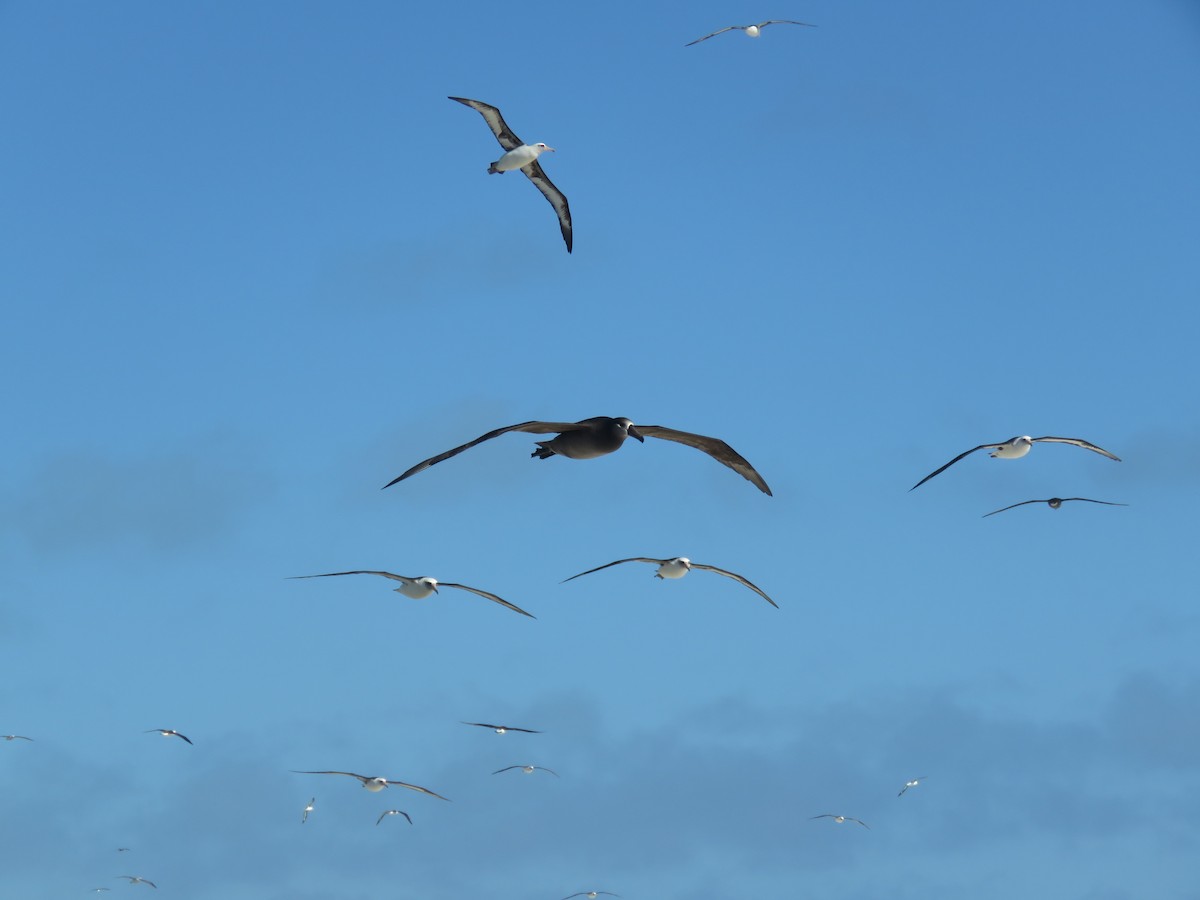 Black-footed Albatross - Curtis Mahon
