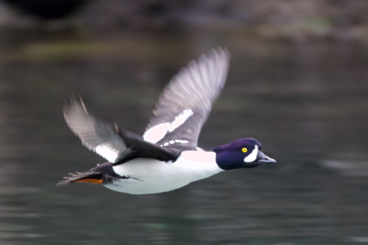 Barrow's Goldeneye - ML595031821