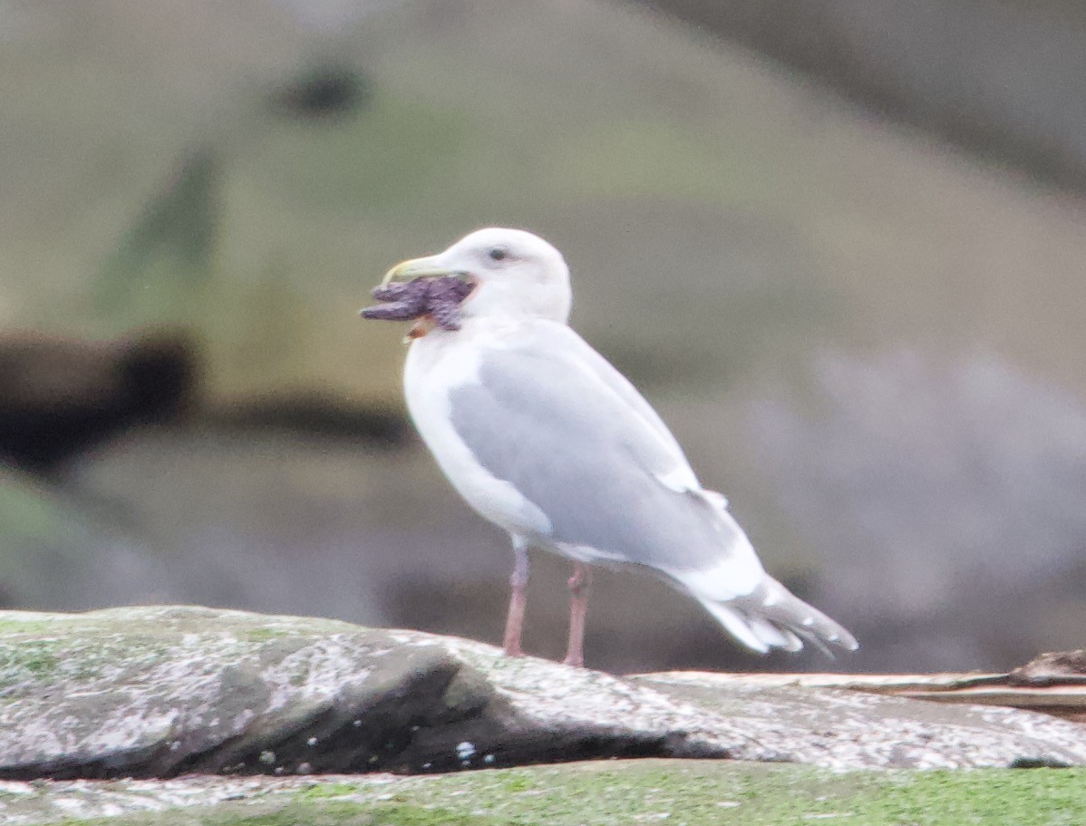 Glaucous-winged Gull - ML595031851