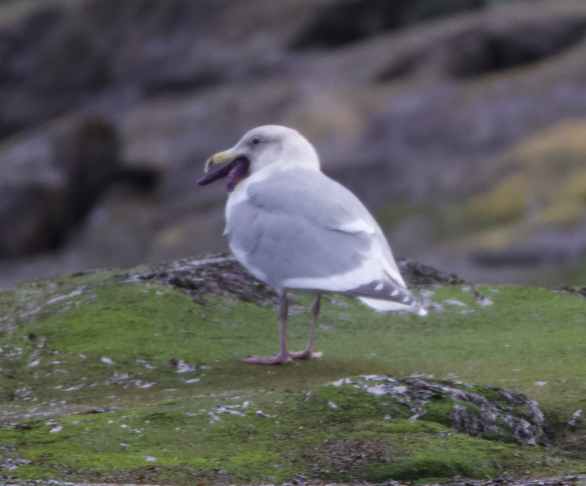 Glaucous-winged Gull - ML595031861