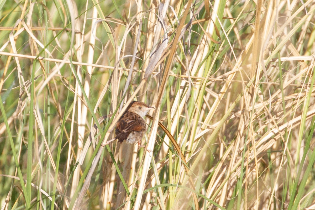 Rattling Cisticola - Alexander Hagge