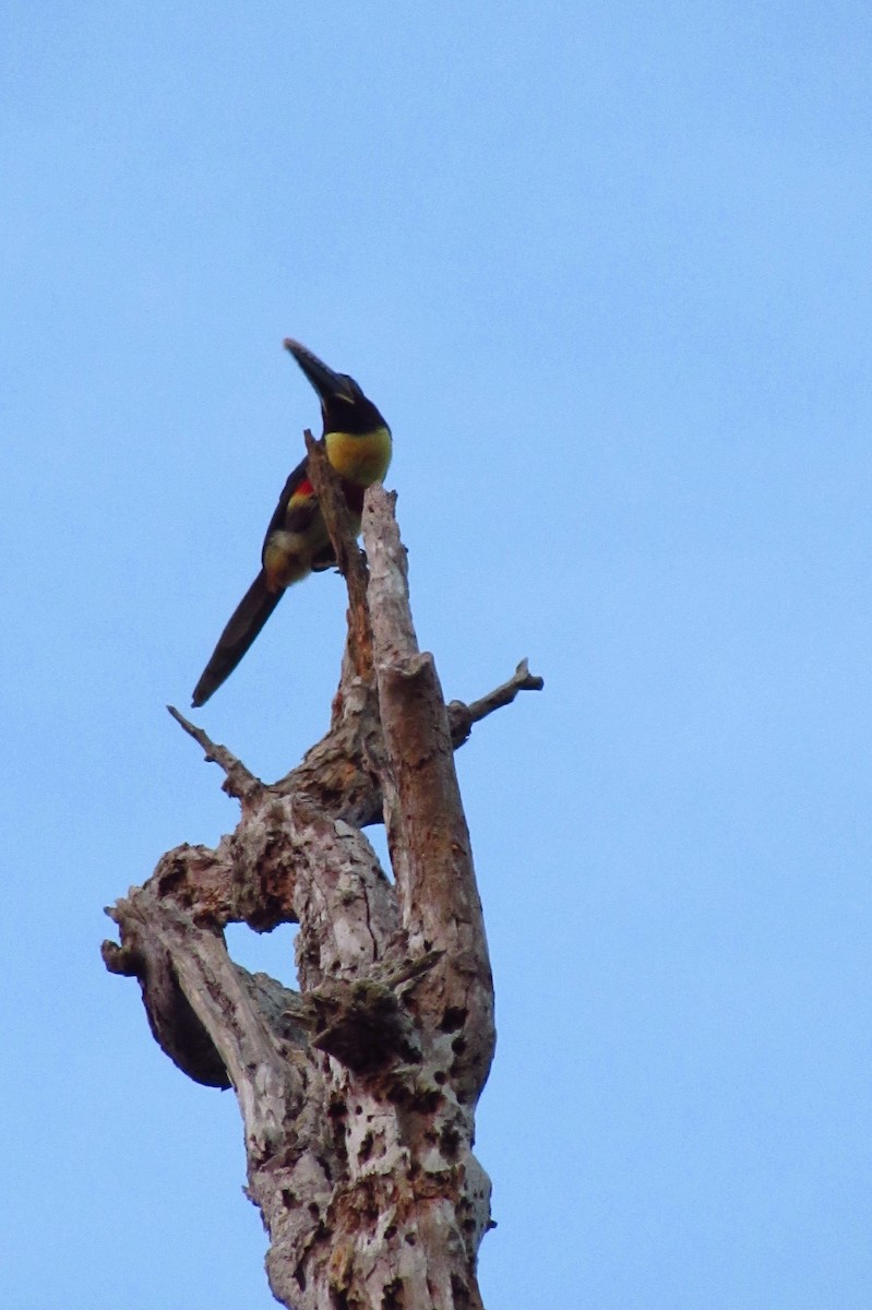 Chestnut-eared Aracari - ML595032851