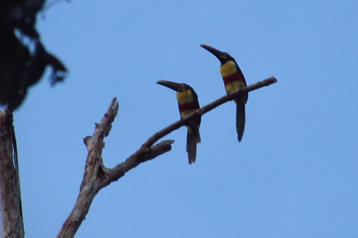 Chestnut-eared Aracari - ML595032861