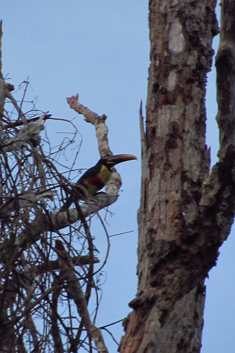 Chestnut-eared Aracari - ML595032871