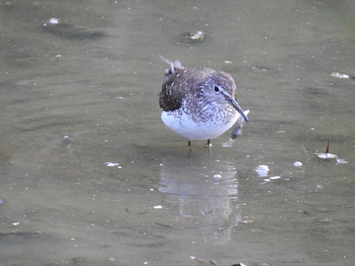 Tringa sp. - Santiago Nieto