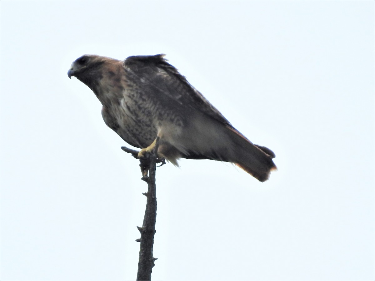 Red-tailed Hawk - ML595033251