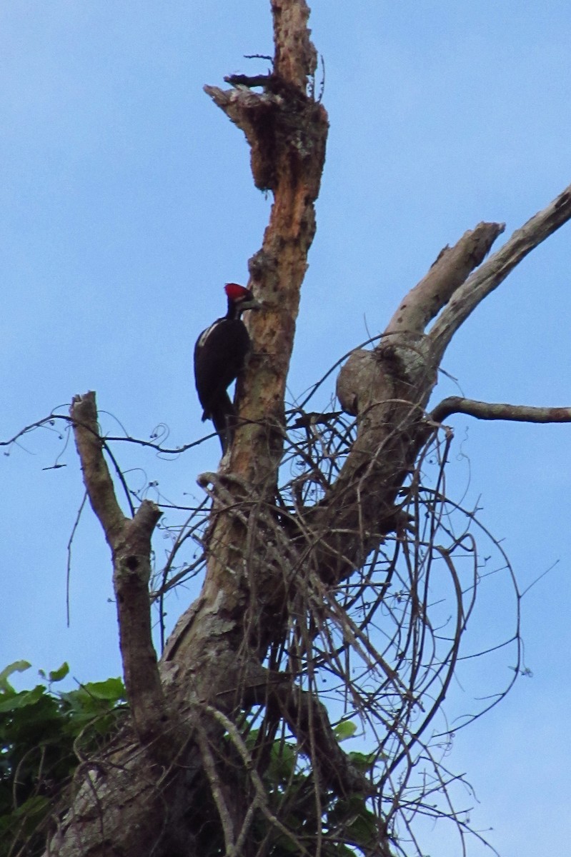 Crimson-crested Woodpecker - ML595033351