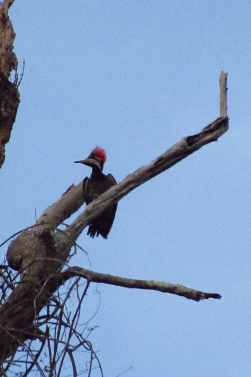 Crimson-crested Woodpecker - ML595033361