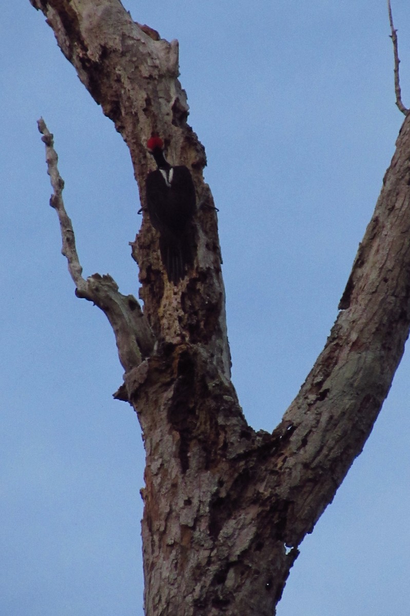 Crimson-crested Woodpecker - ML595033371