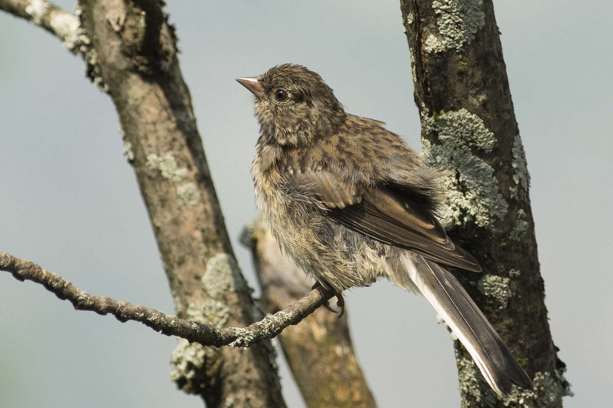 Junco ardoisé - ML595033521