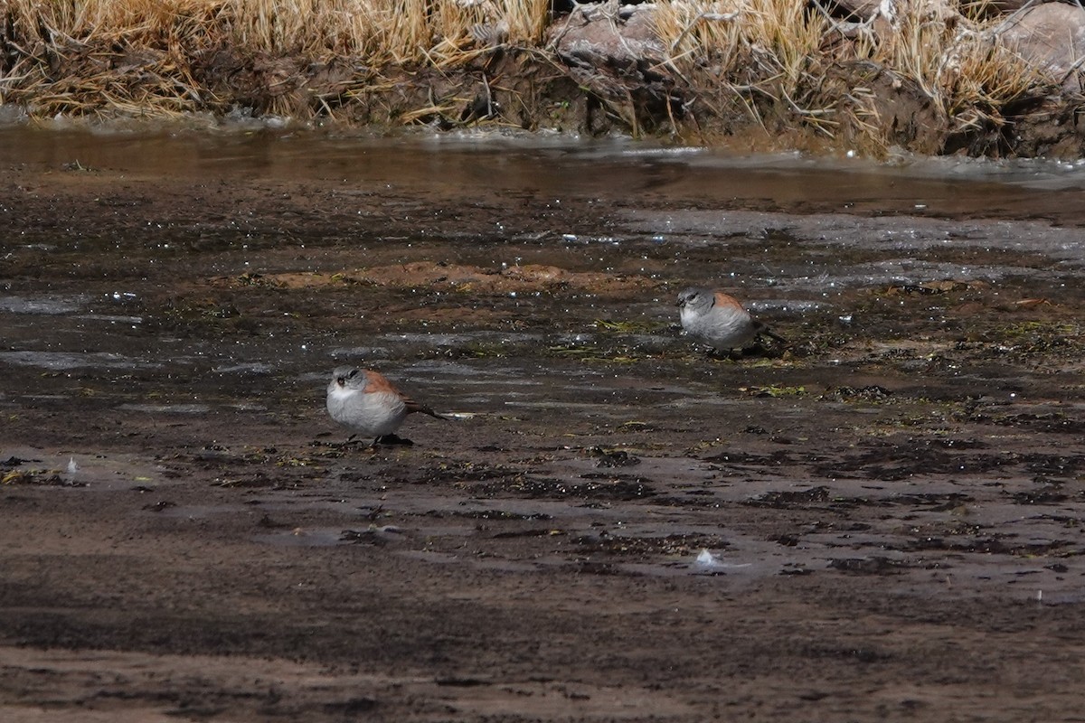 Red-backed Sierra Finch - Vicente Pantoja Maggi