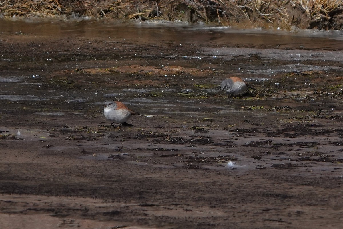 Red-backed Sierra Finch - Vicente Pantoja Maggi