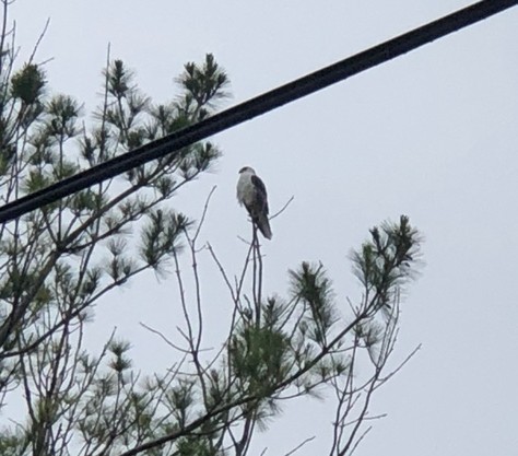 White-tailed Kite - ML595033561