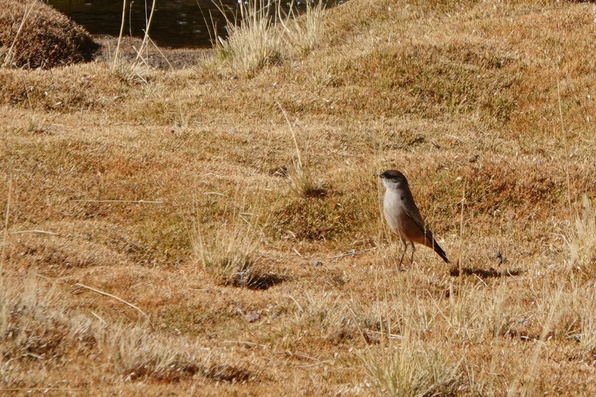 Rufous-naped Ground-Tyrant - Vicente Pantoja Maggi