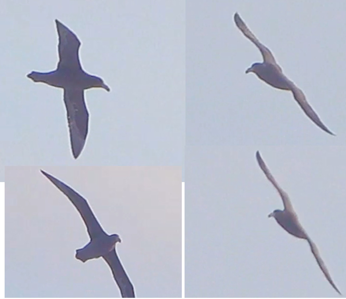 Northern Giant-Petrel - ML595035091
