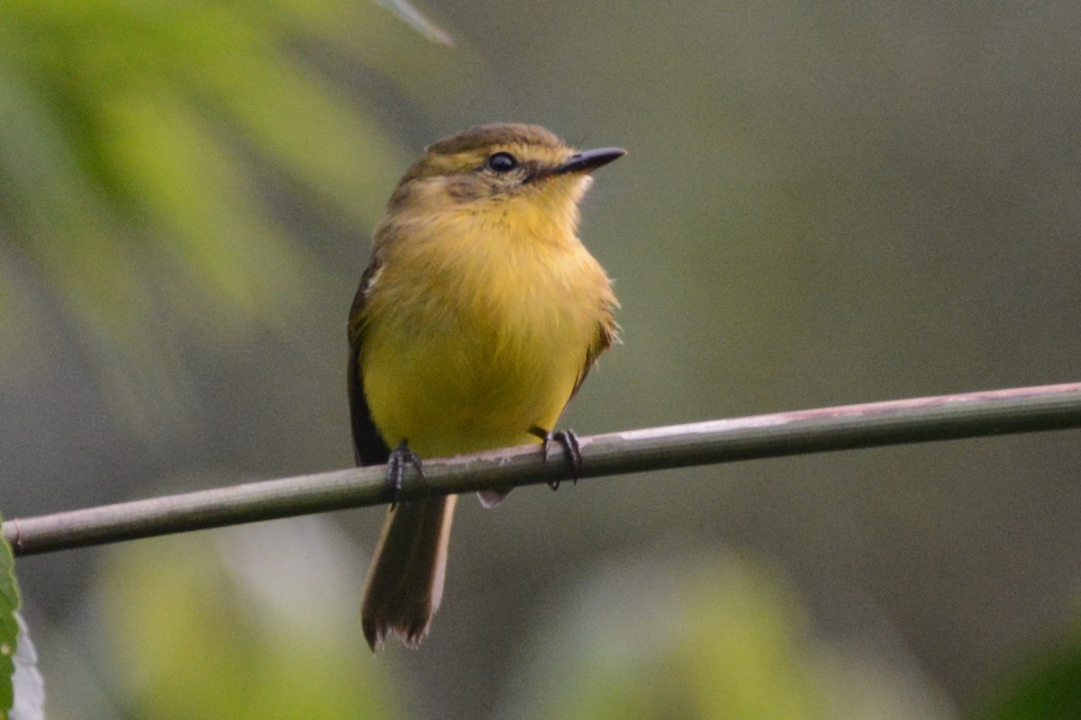 Yellow Tyrannulet - Cathy Pasterczyk