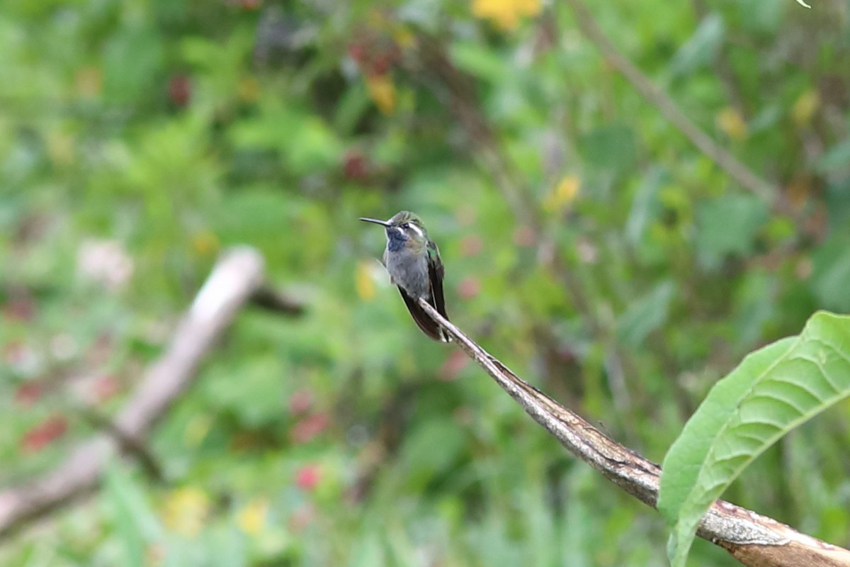 Blue-throated Mountain-gem - R.J.  Adams